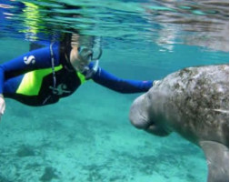 Florida Adventure Tour - Swim with Manatees / Airboat / Wildlife Park + Lunch